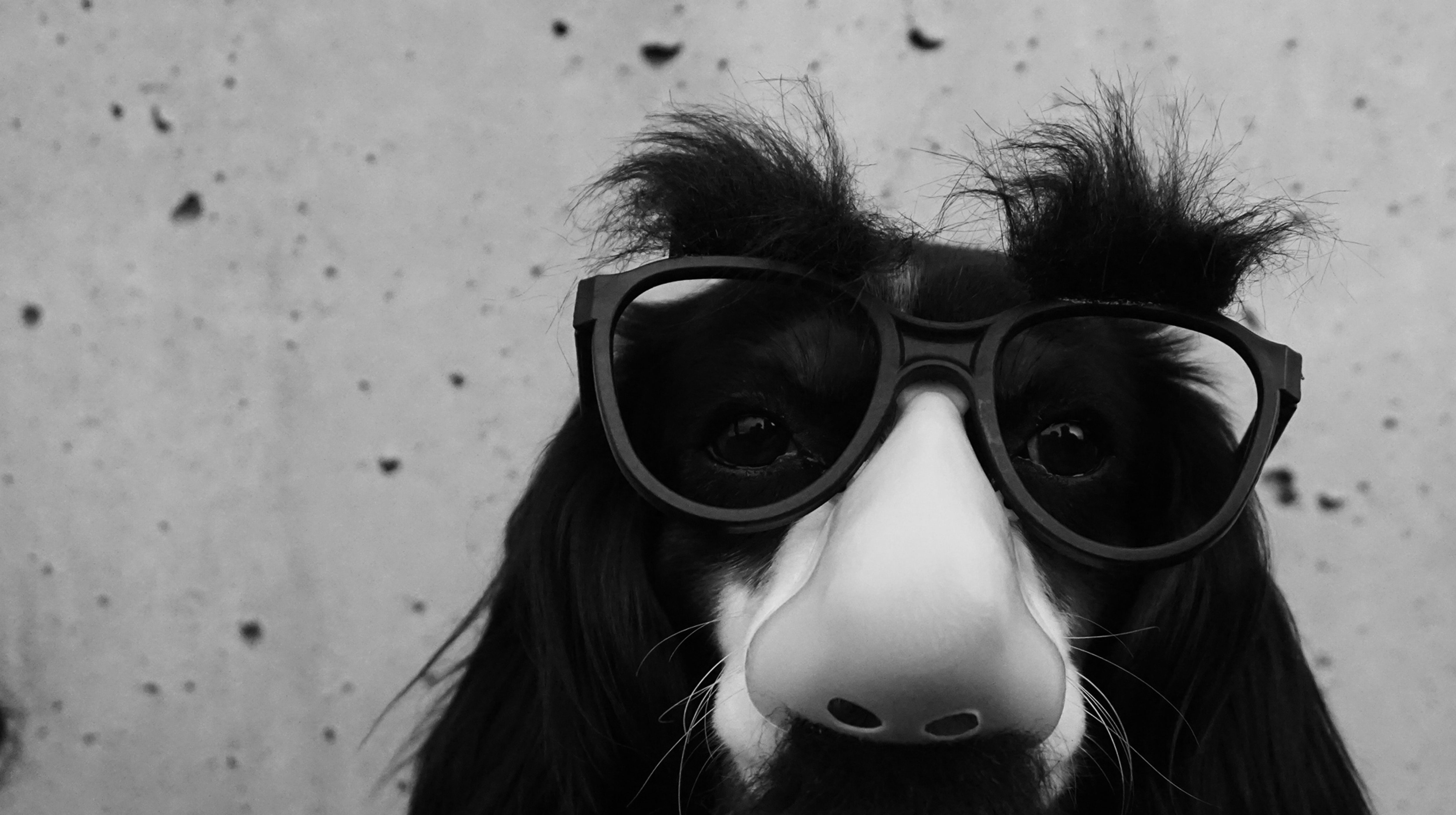 Dog with Groucho Marx glasses